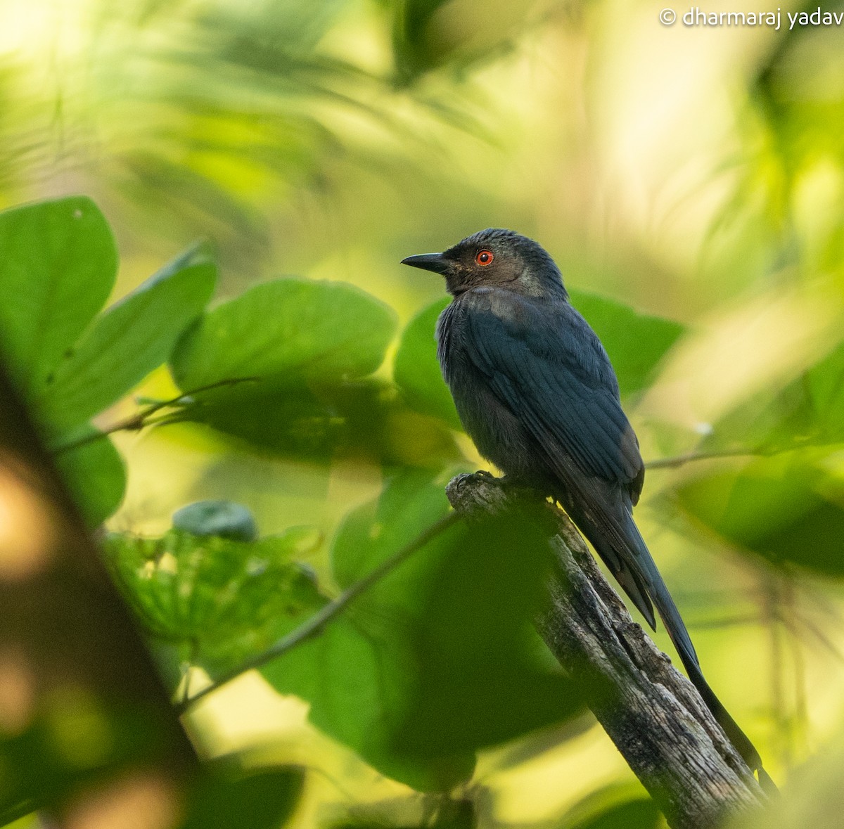 Drongo Real - ML645254635