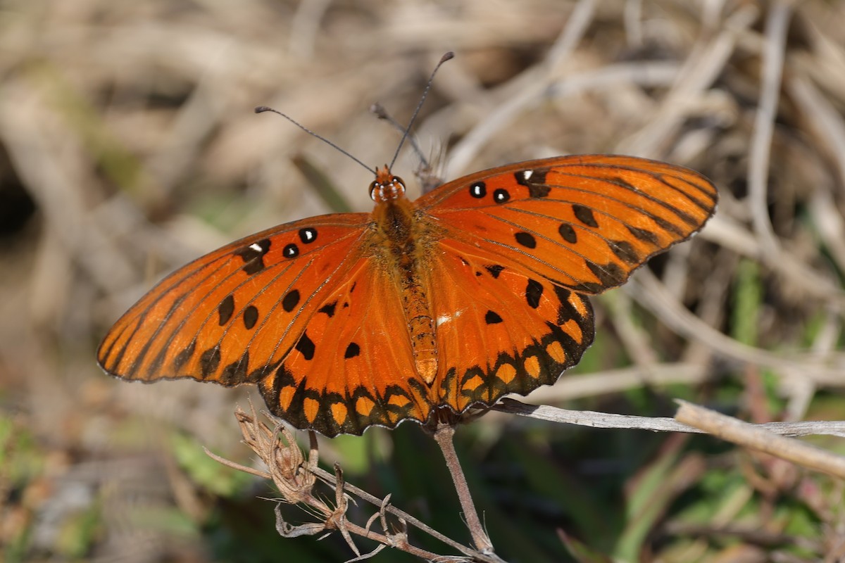 Animals - ML645254636