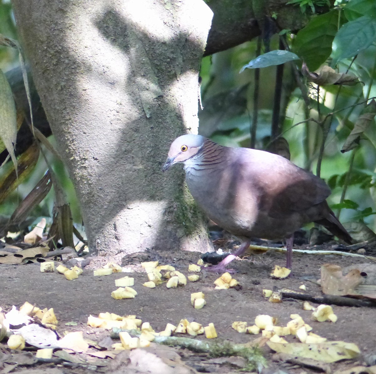 Paloma Perdiz Gorjiblanca - ML645254637