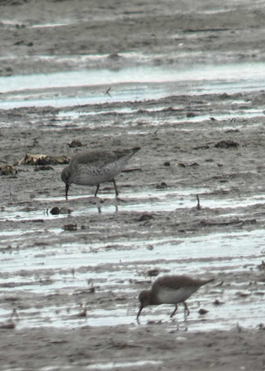 Correlimos Común - ML645254638