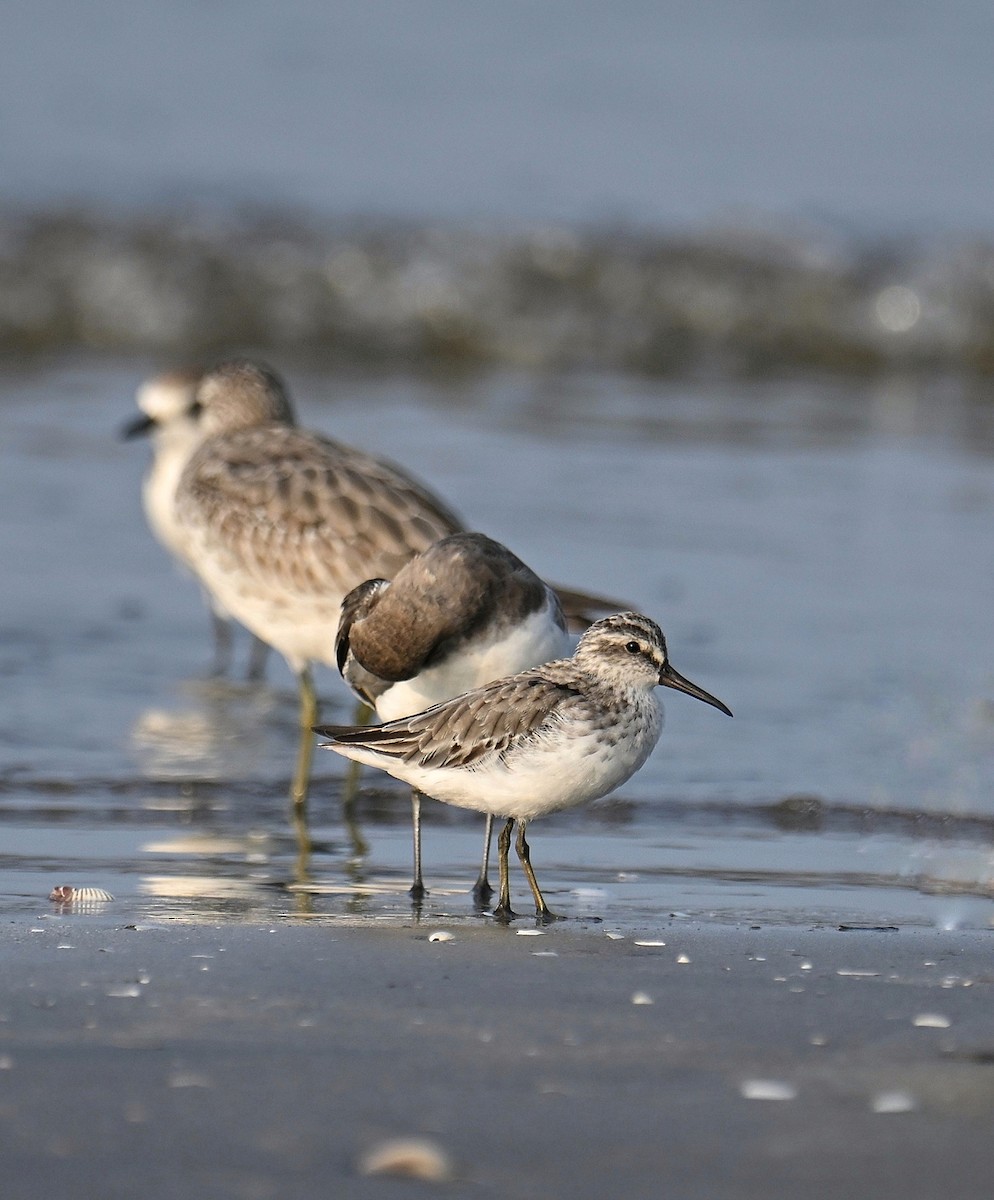 Correlimos Falcinelo - ML645254639