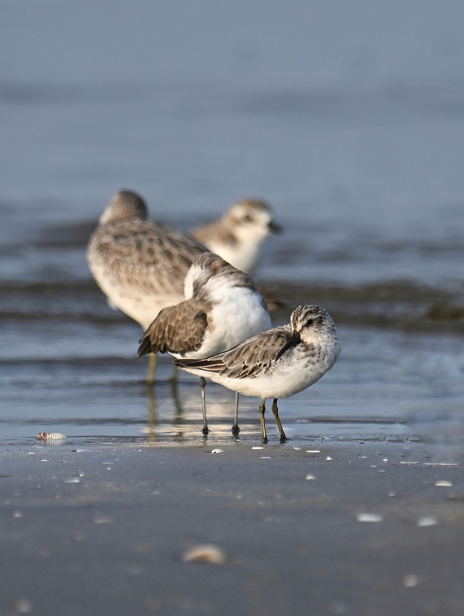 Correlimos Falcinelo - ML645254640