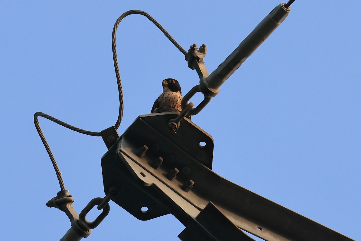 Halcón Peregrino - ML645254641