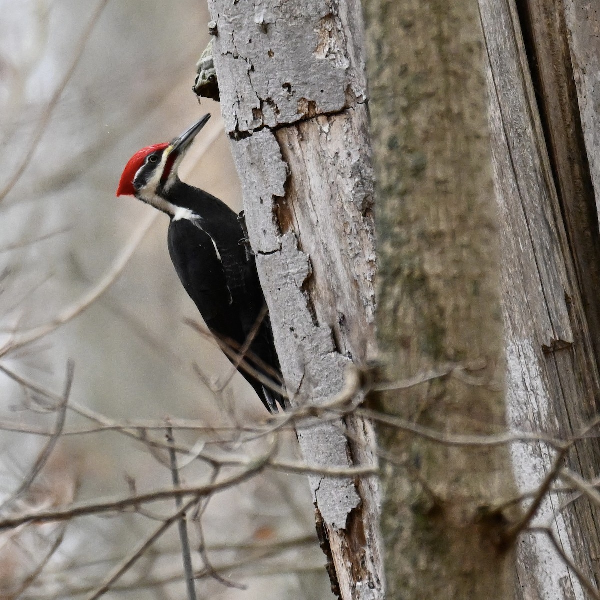 Picamaderos Norteamericano - ML645254642