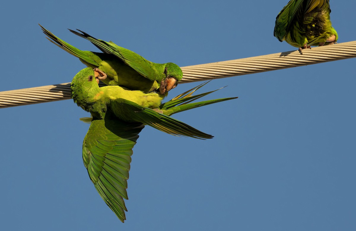 Aratinga Verde - ML645254644