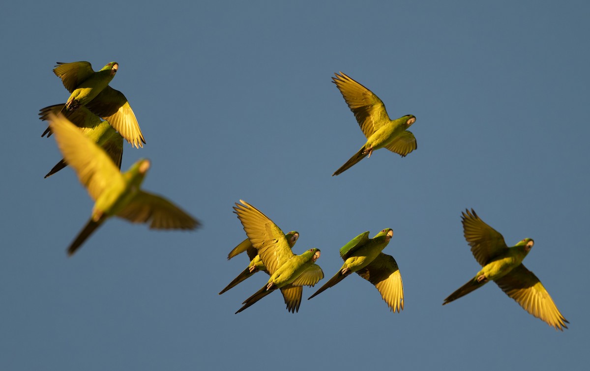 Aratinga Verde - ML645254645