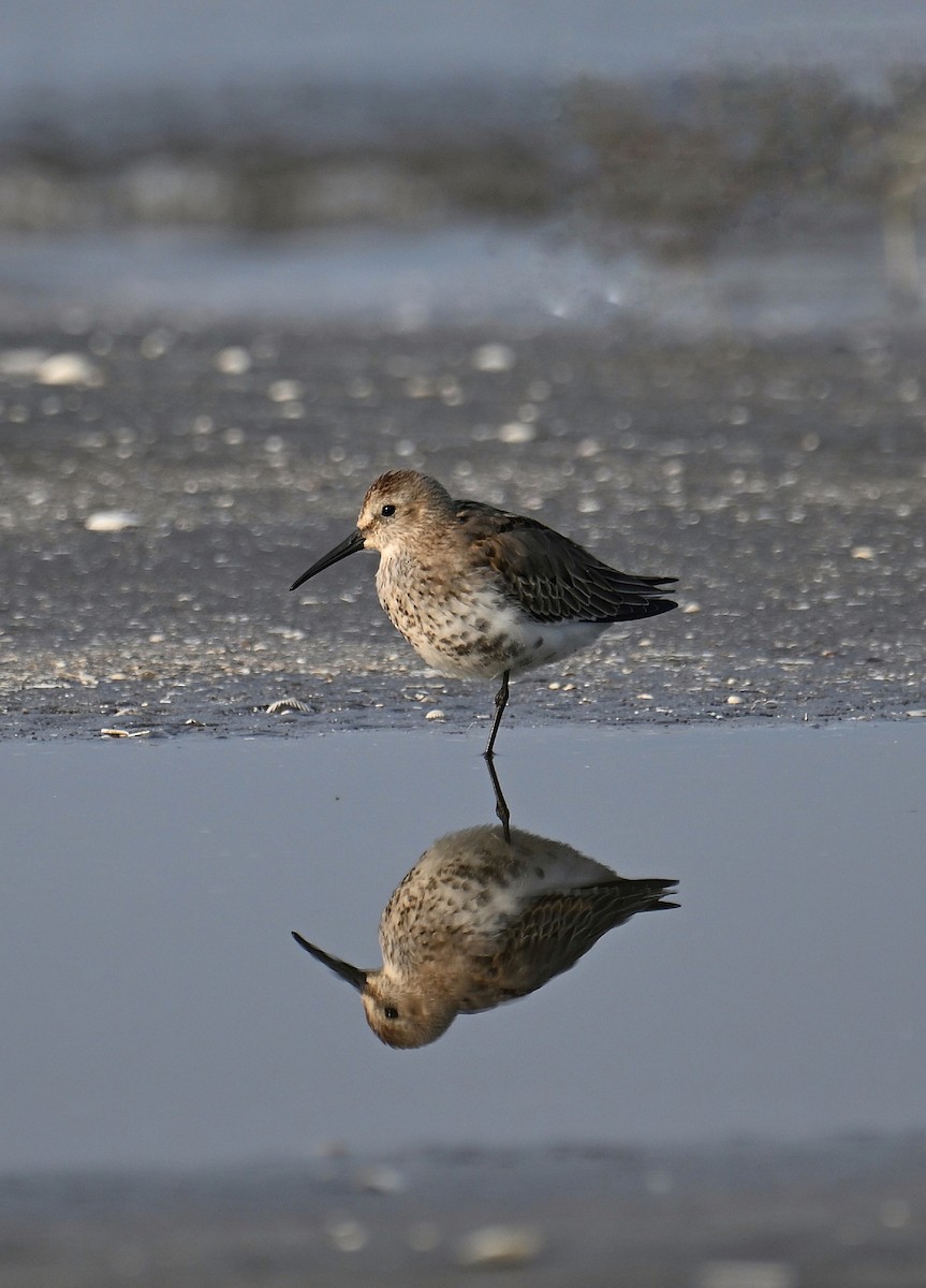 Correlimos Común - ML645254646