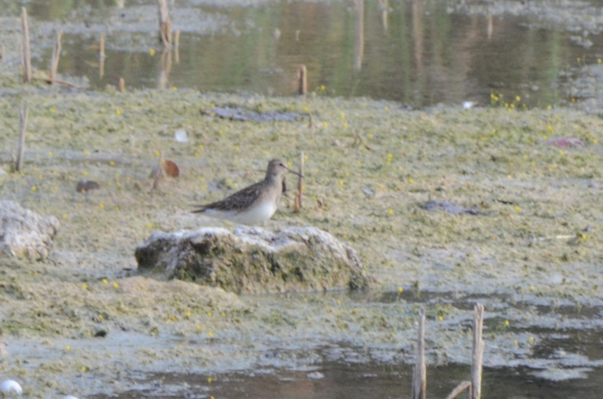 Pectoral Sandpiper - ML645254647