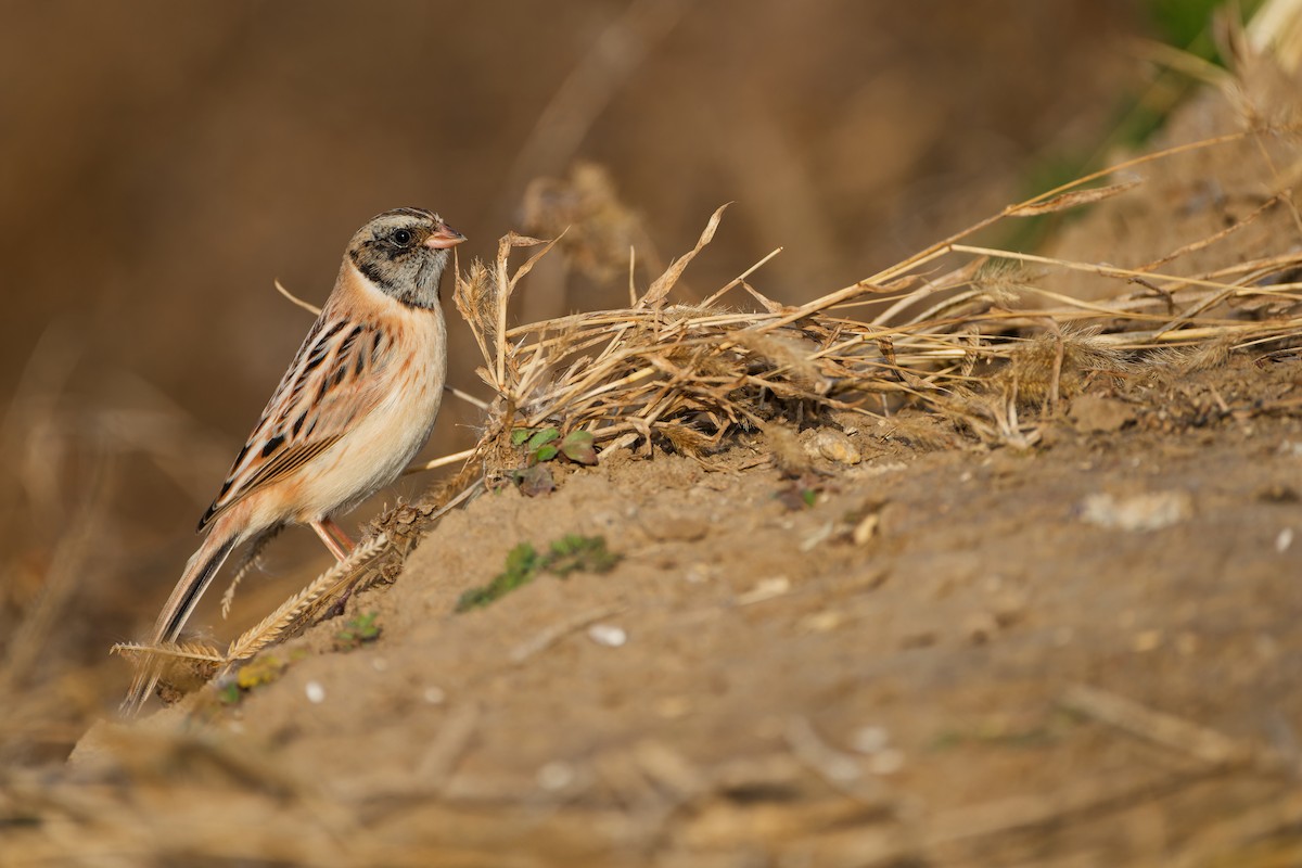 Ochre-rumped Bunting - ML645254653