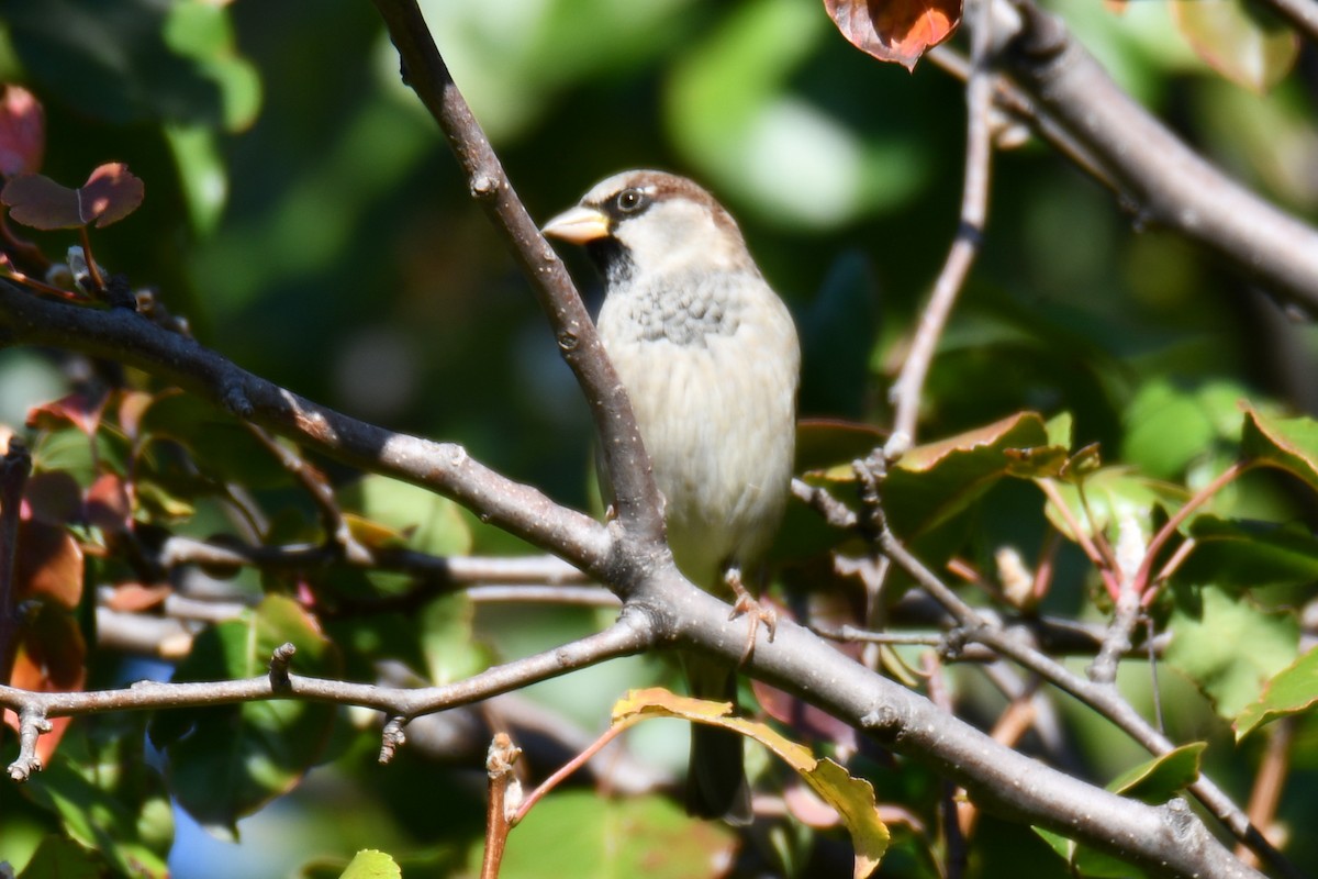 House Sparrow - ML645254654