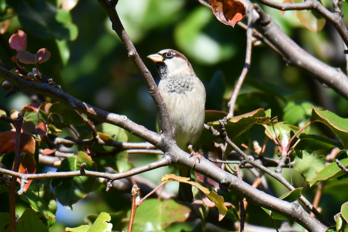 House Sparrow - ML645254655
