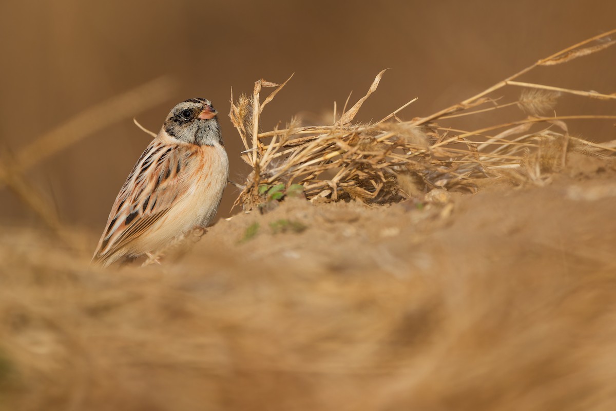 Ochre-rumped Bunting - ML645254656