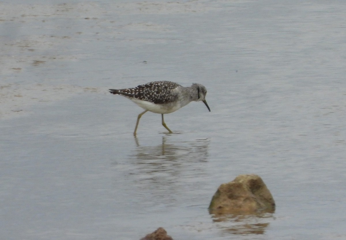 タカブシギ - ML645254658