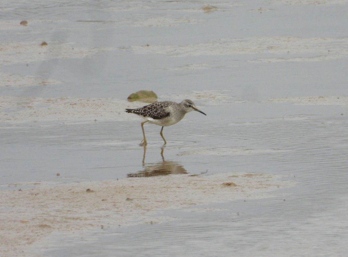 タカブシギ - ML645254659