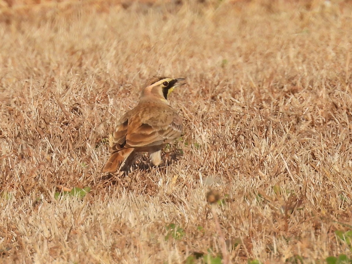 Horned Lark - ML645254660