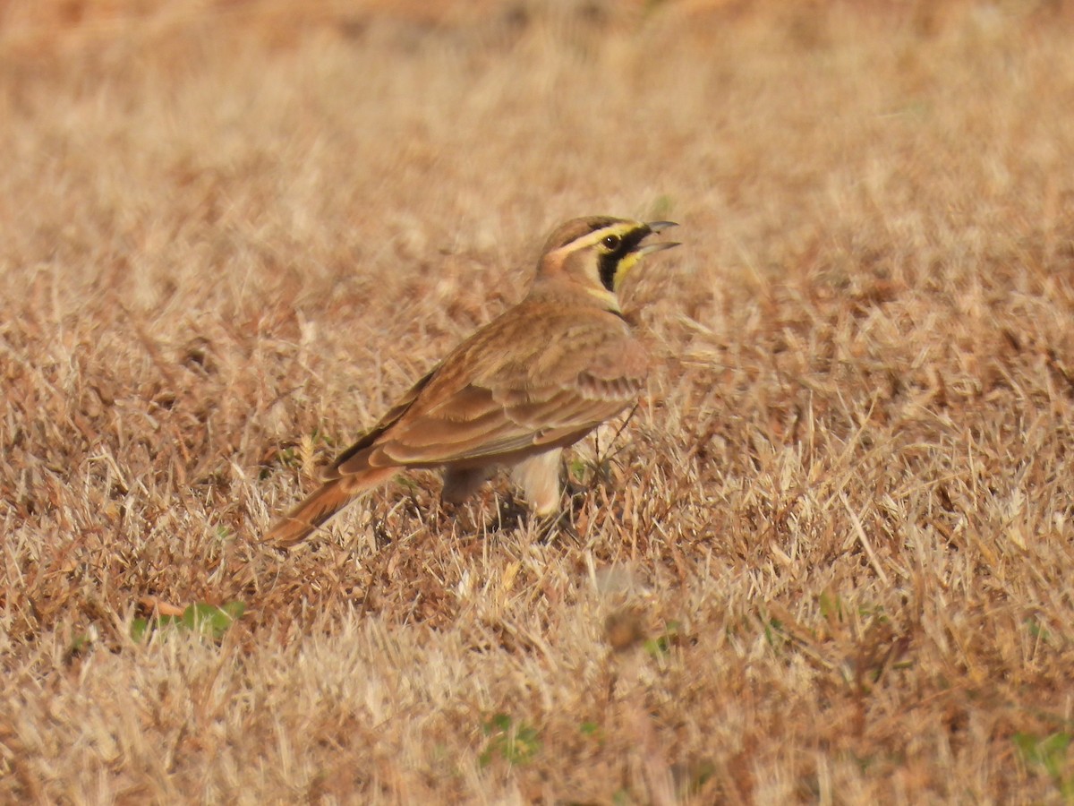 Horned Lark - ML645254661