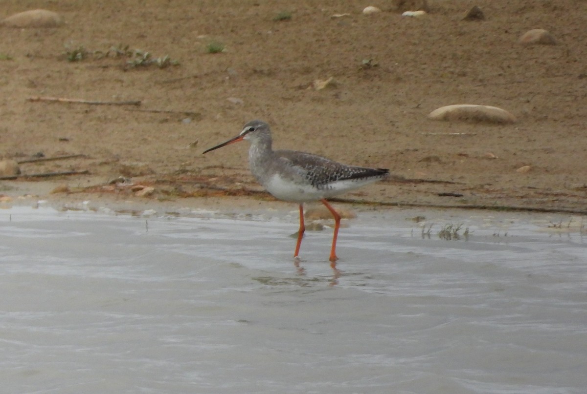 Spotted Redshank - ML645254663