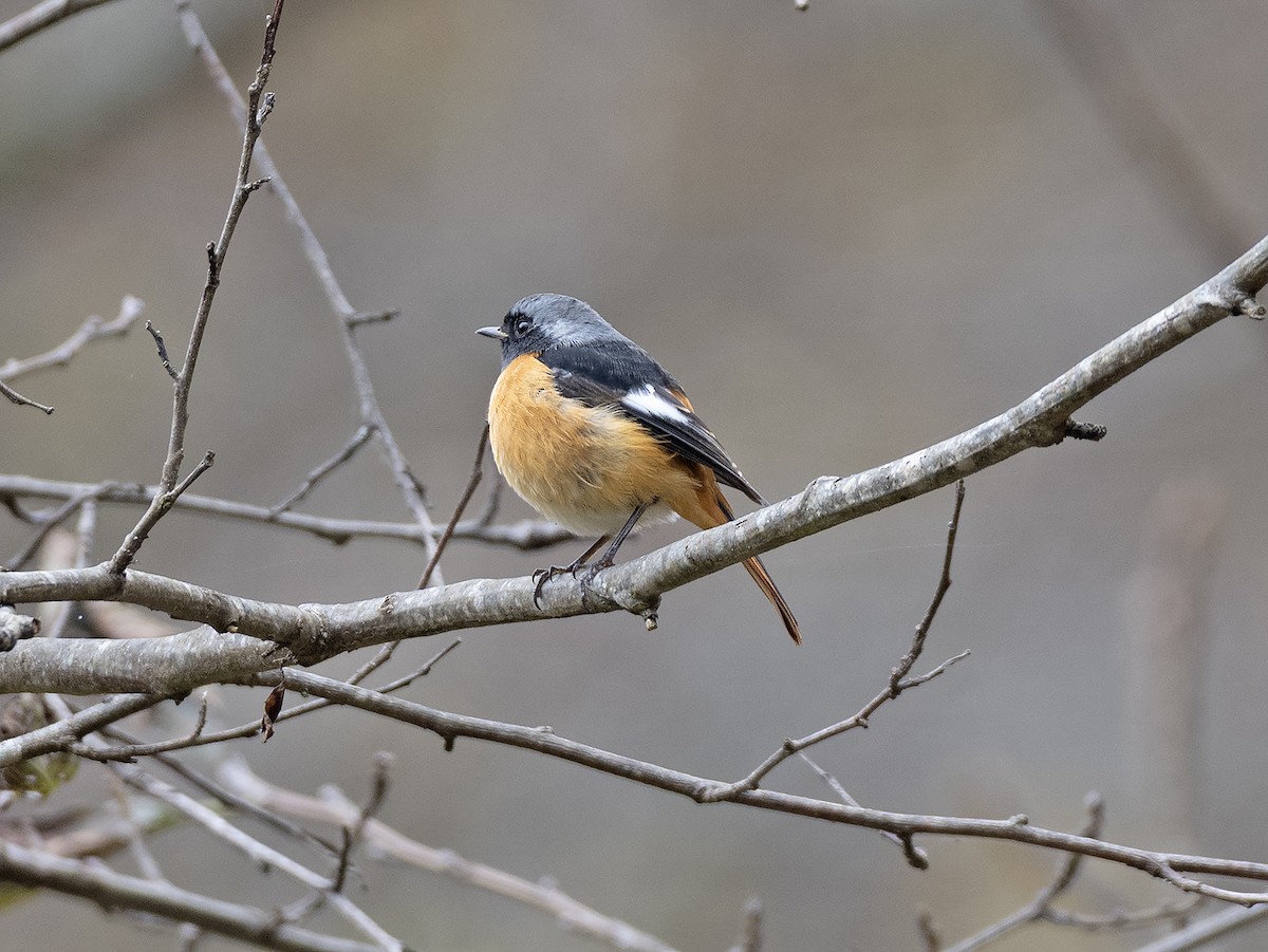 黃尾鴝 - ML645254664