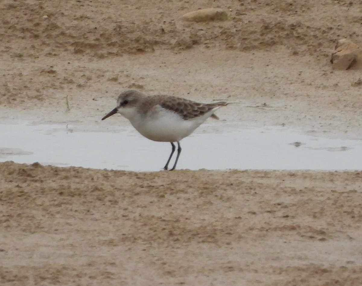 Little Stint - ML645254667