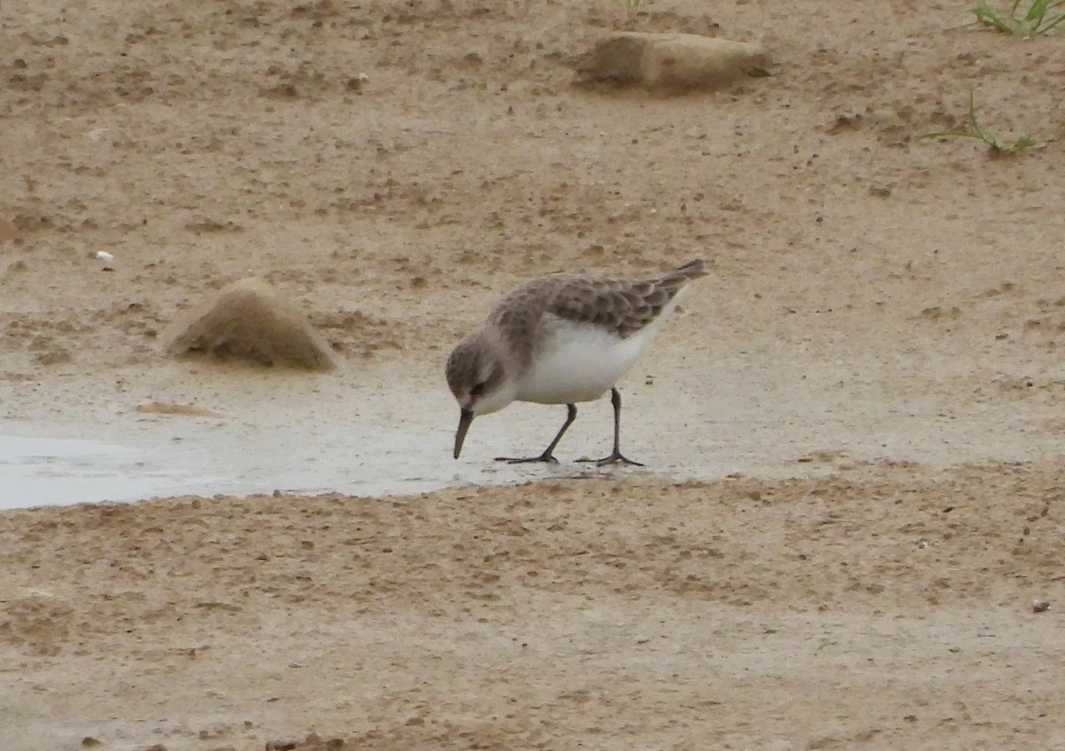 Little Stint - ML645254668
