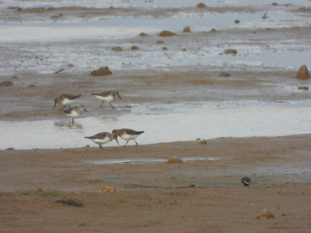 Dunlin - ML645254669