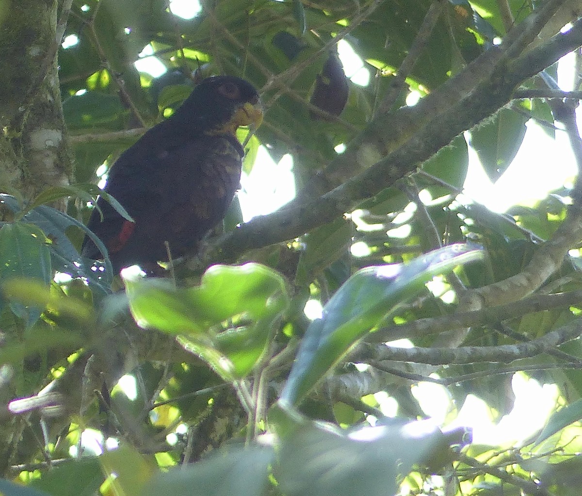 Bronze-winged Parrot - ML645254672