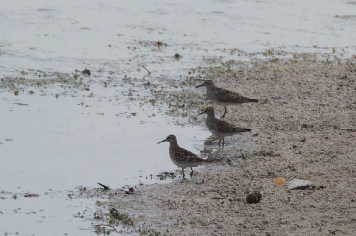 Pectoral Sandpiper - ML645254693
