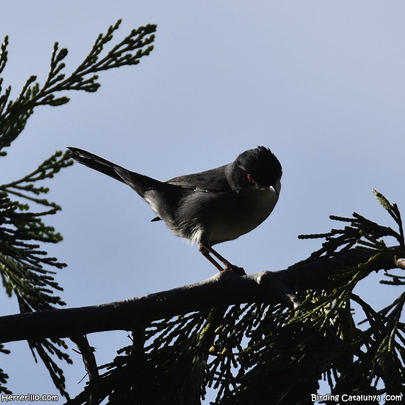 Txinbo burubeltza - ML645254698