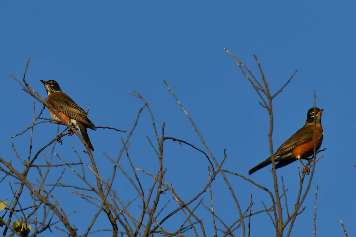 American Robin - ML645254718