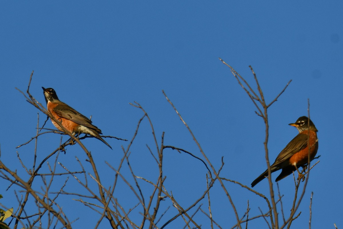 American Robin - ML645254719