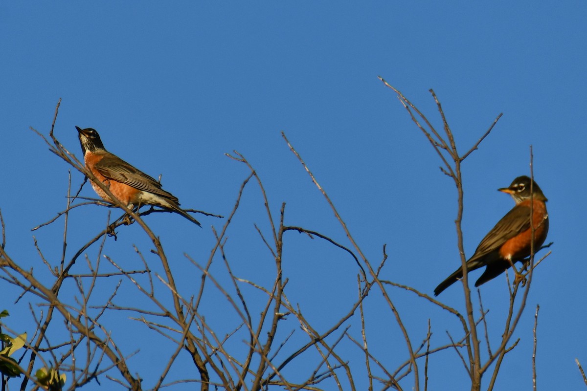 American Robin - ML645254720