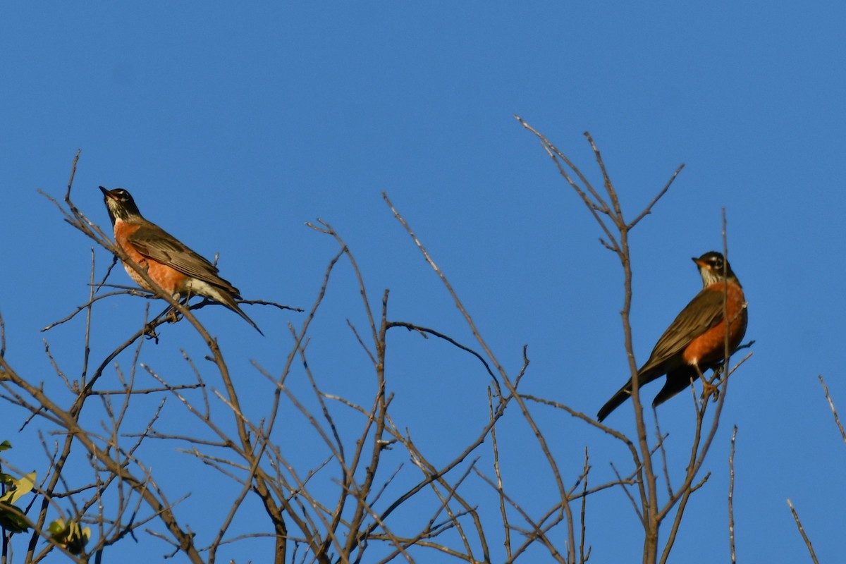 American Robin - ML645254721