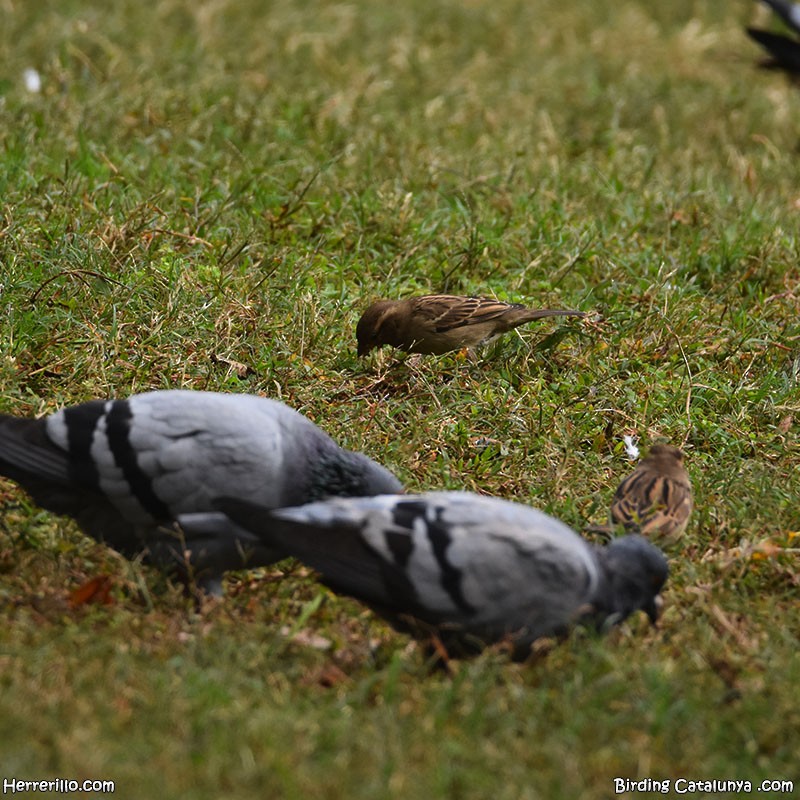 House Sparrow - ML645254727