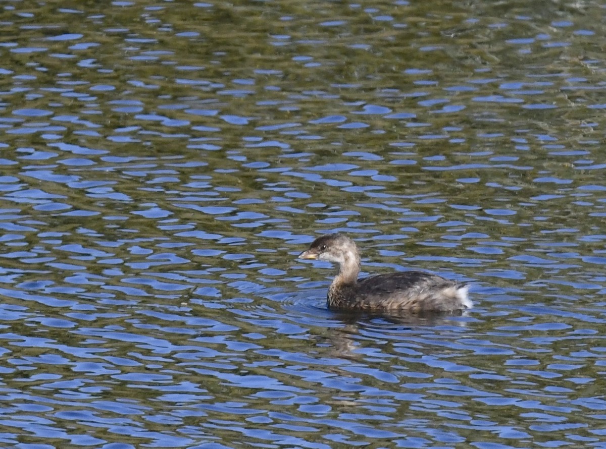 Grèbe à bec bigarré - ML645254731