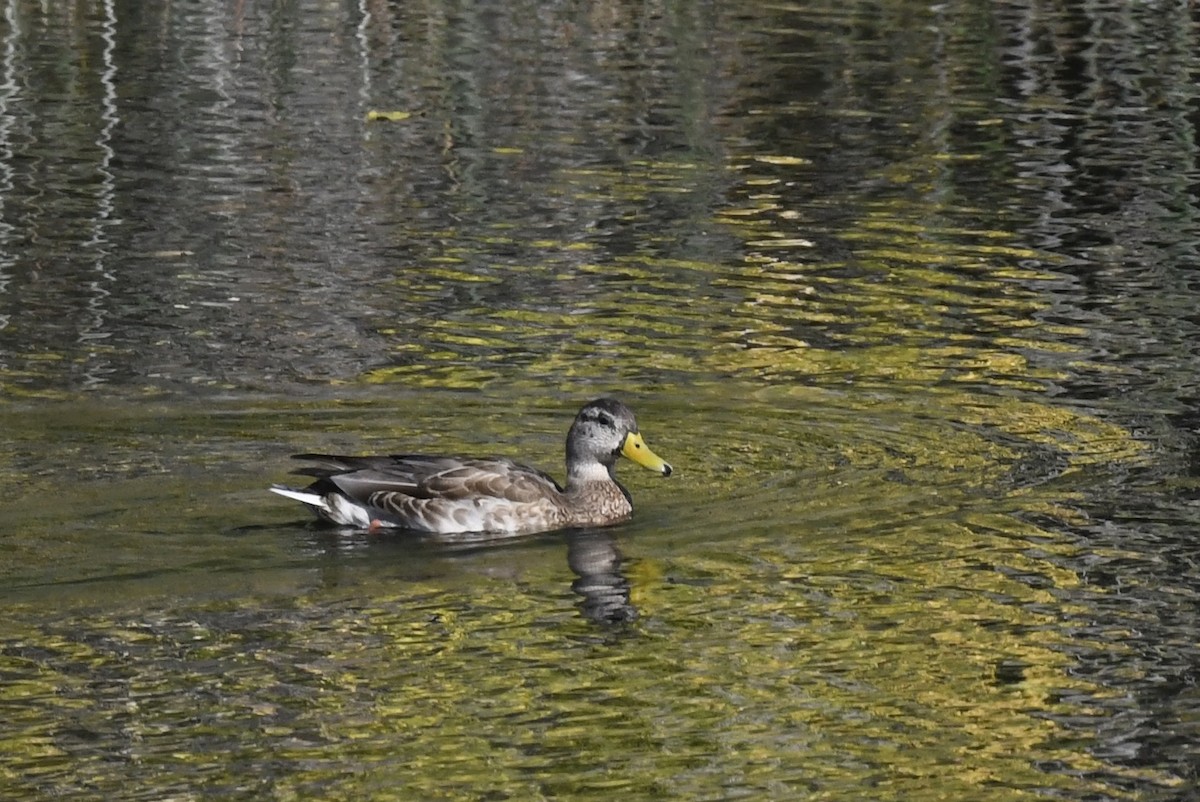 Canard colvert - ML645254735