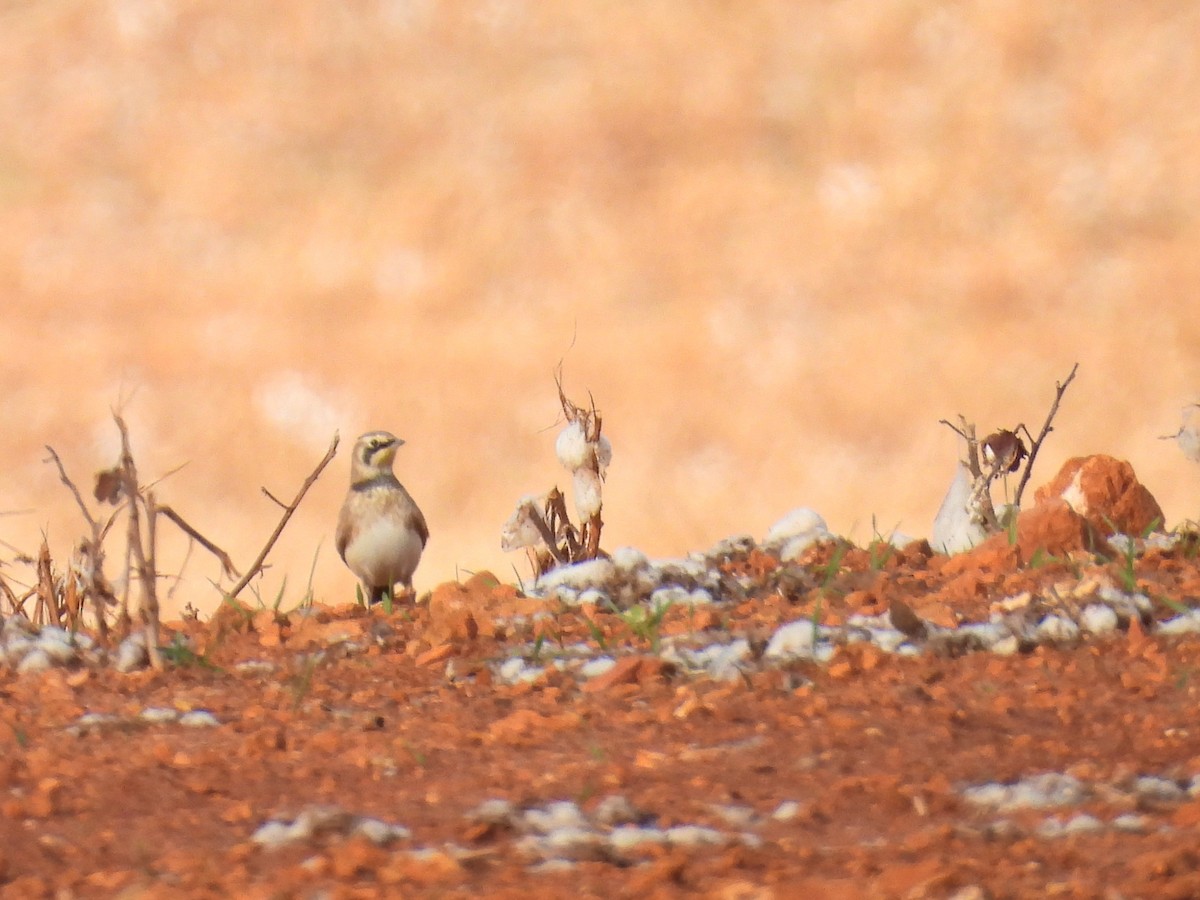 Horned Lark - ML645254737