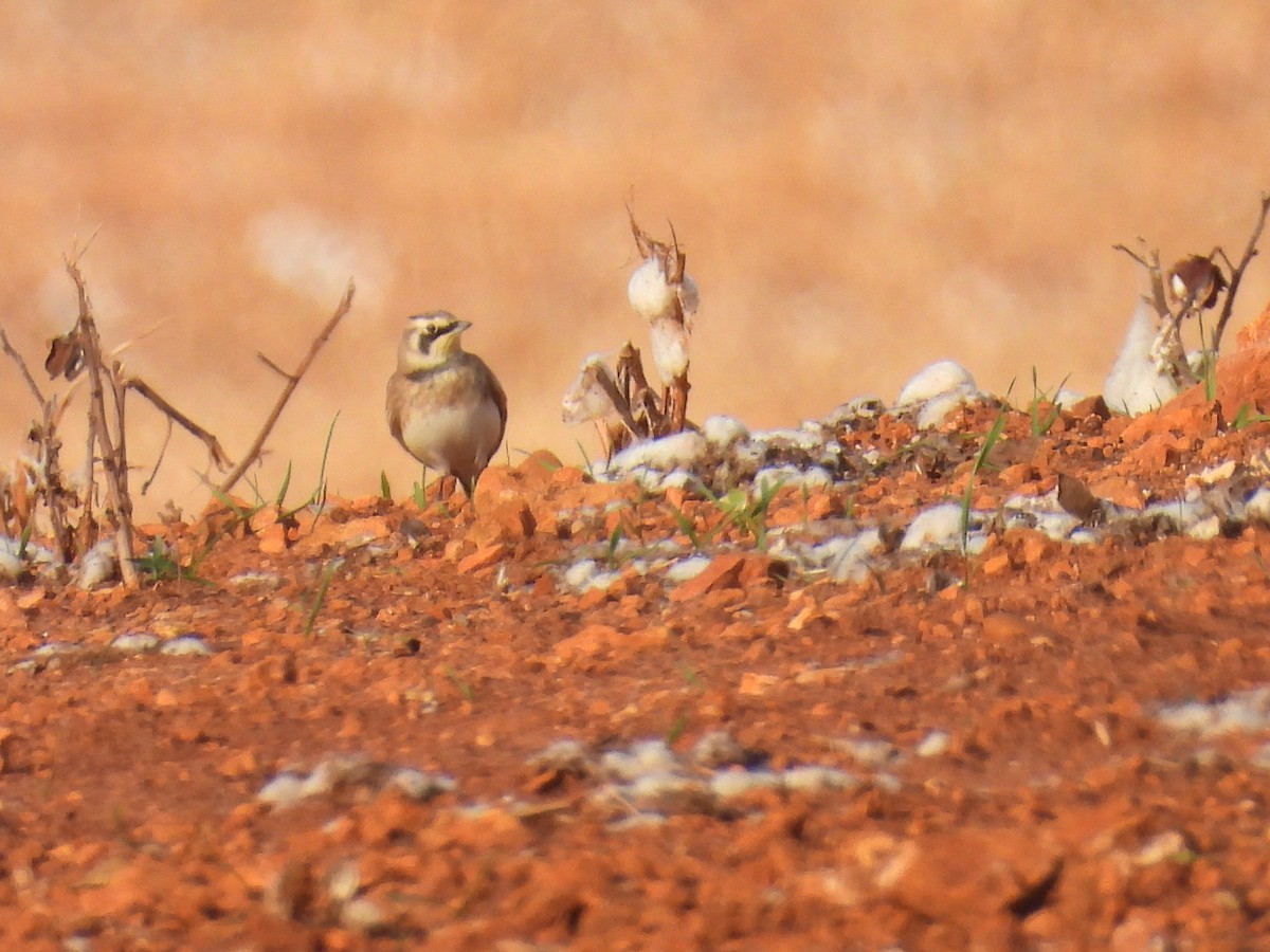 Horned Lark - ML645254738