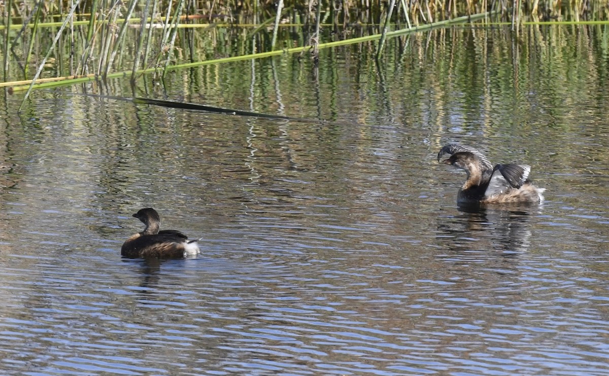 Grèbe à bec bigarré - ML645254756