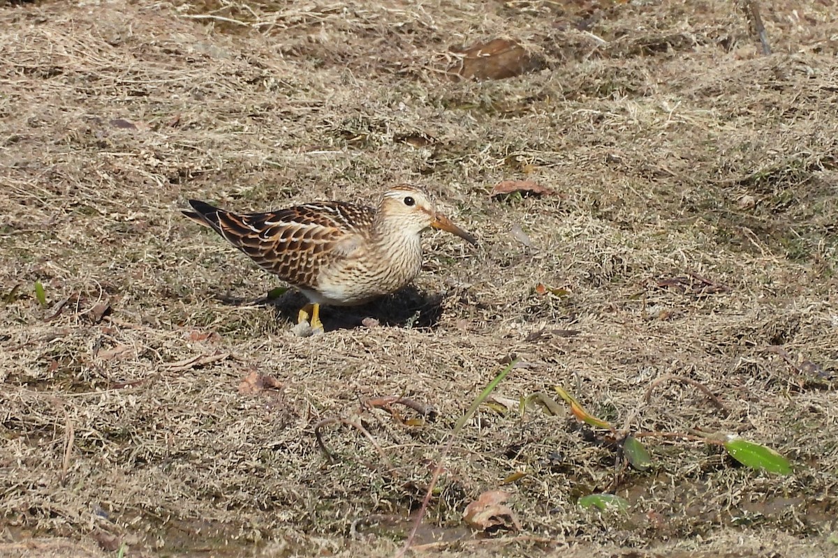 Pectoral Sandpiper - ML645254764