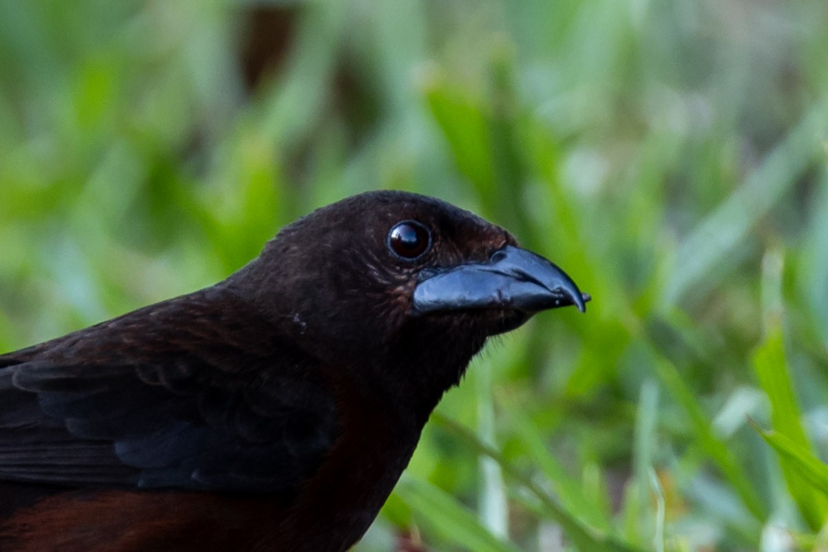 Silver-beaked Tanager - ML645254768
