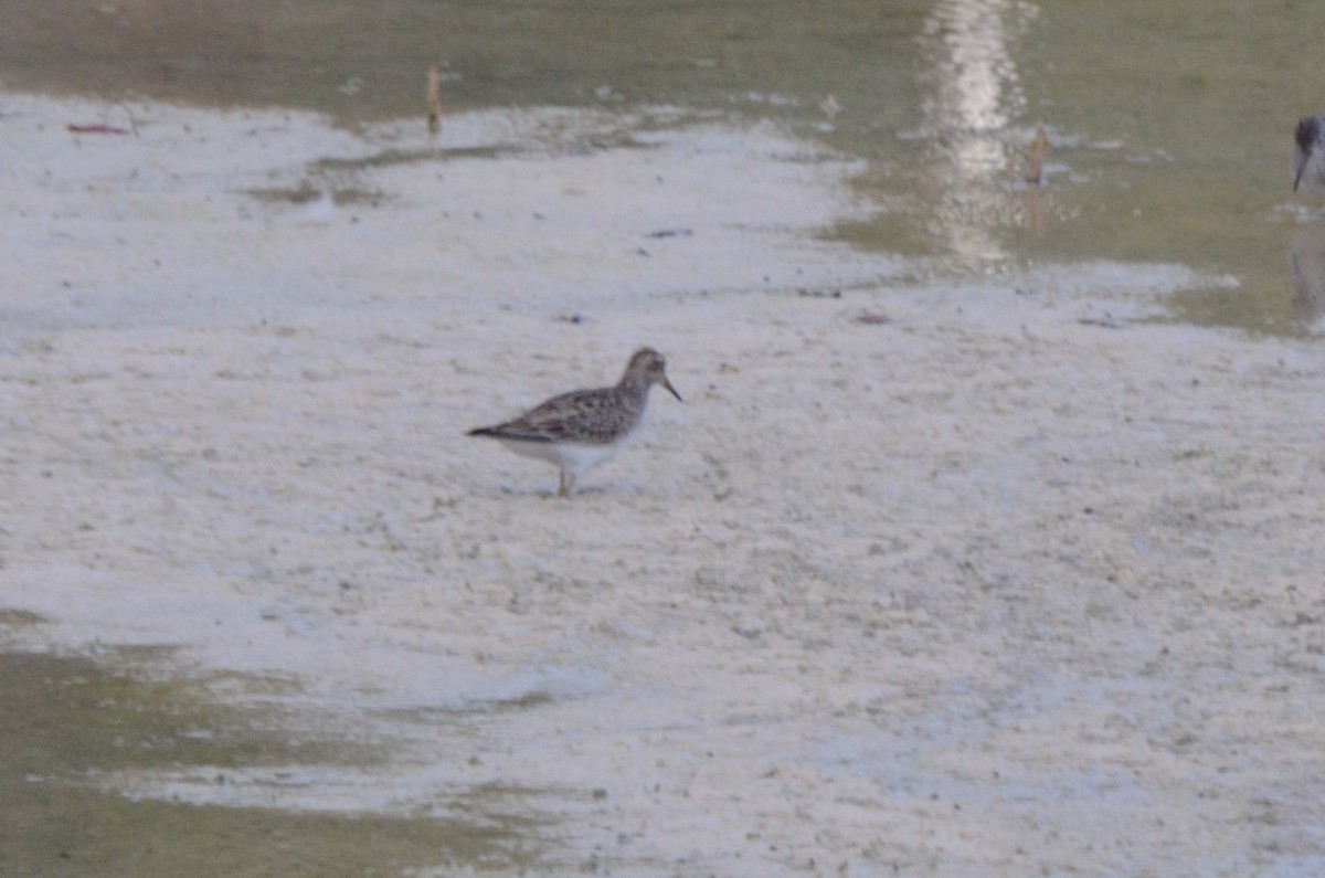 Pectoral Sandpiper - ML645254773