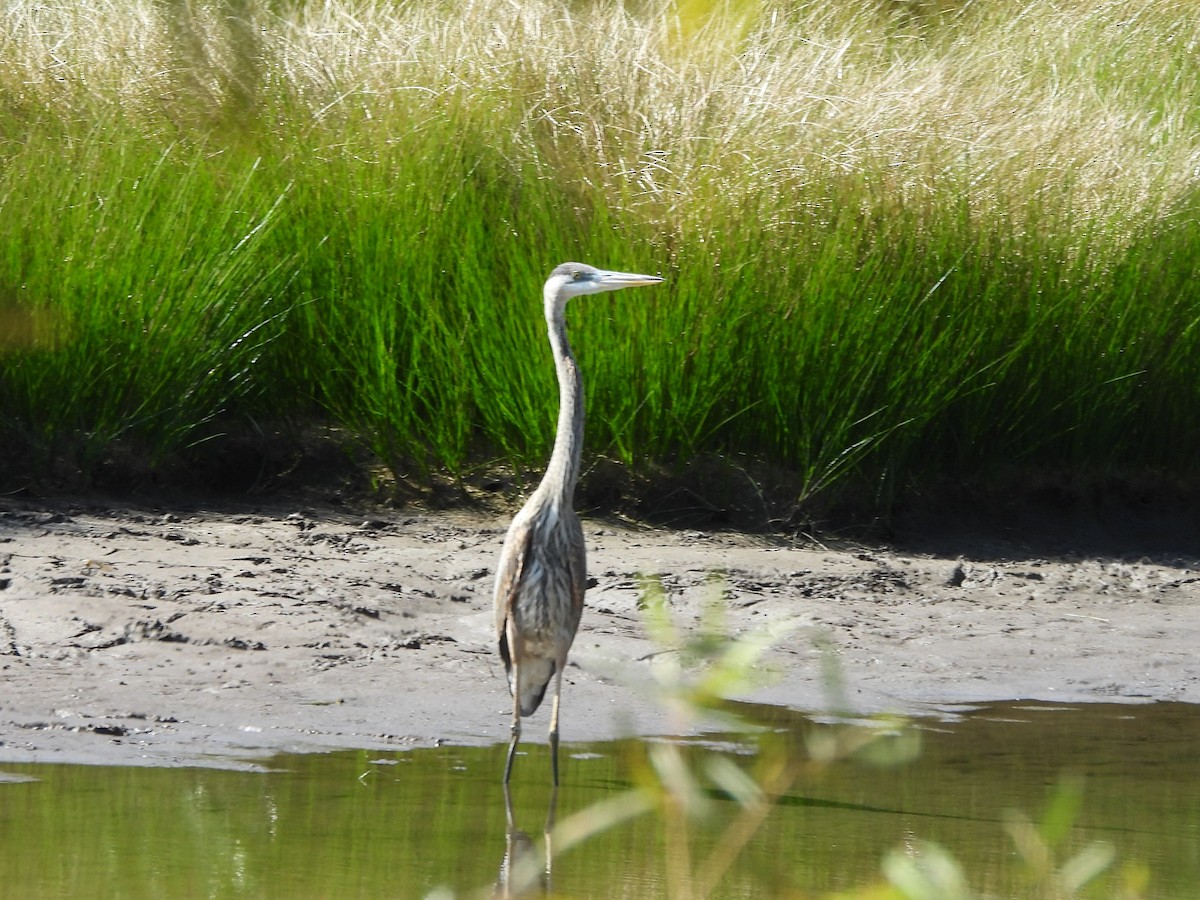 Great Blue Heron - ML645254776
