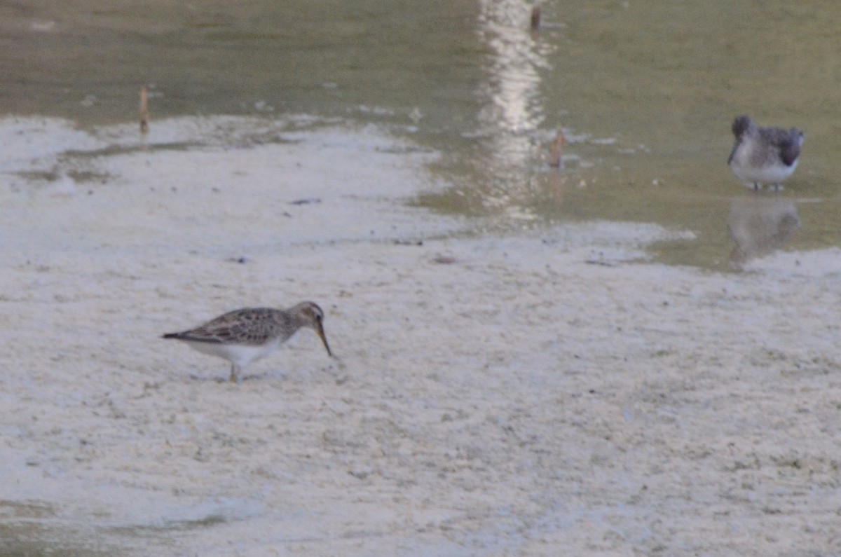 Pectoral Sandpiper - ML645254778