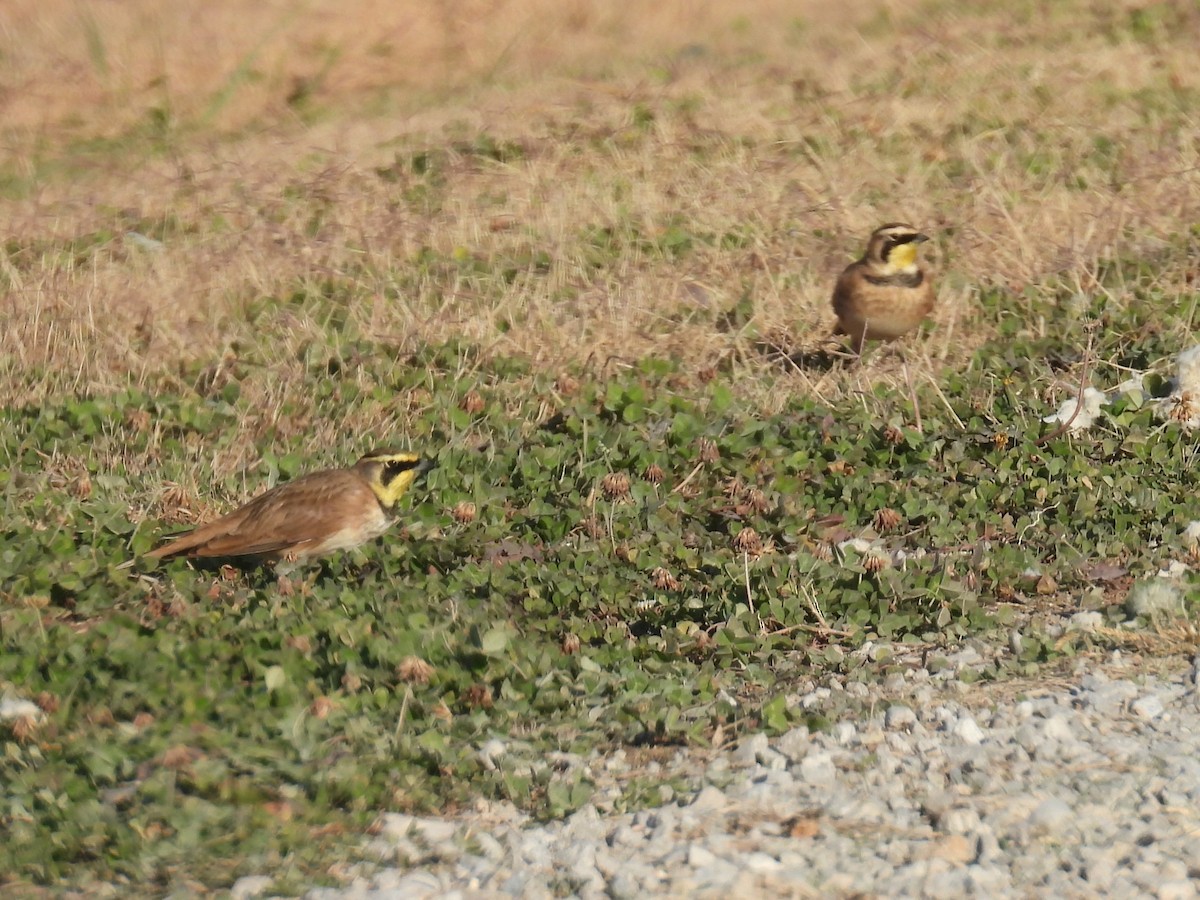 Horned Lark - ML645254788