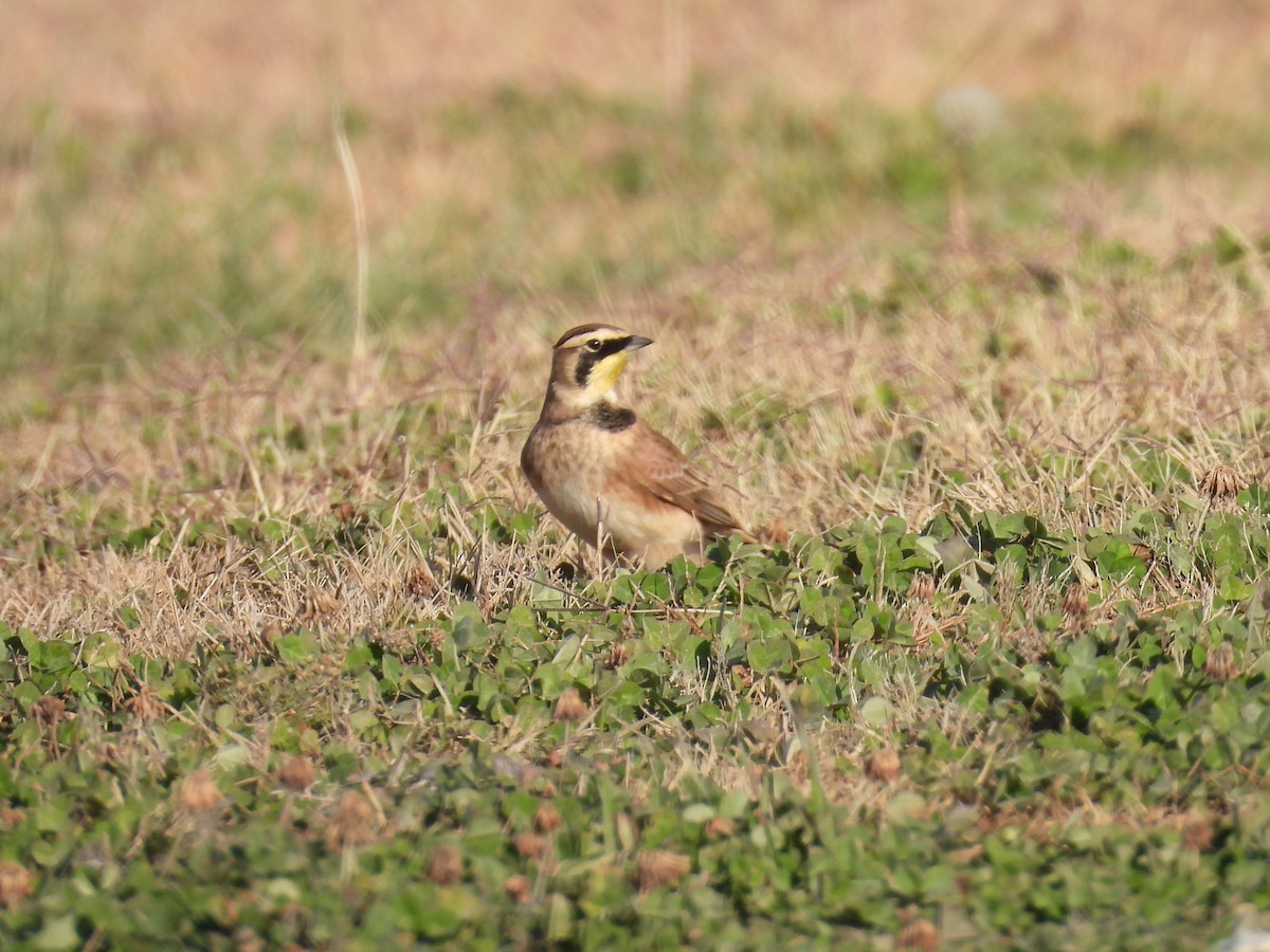 Horned Lark - ML645254810