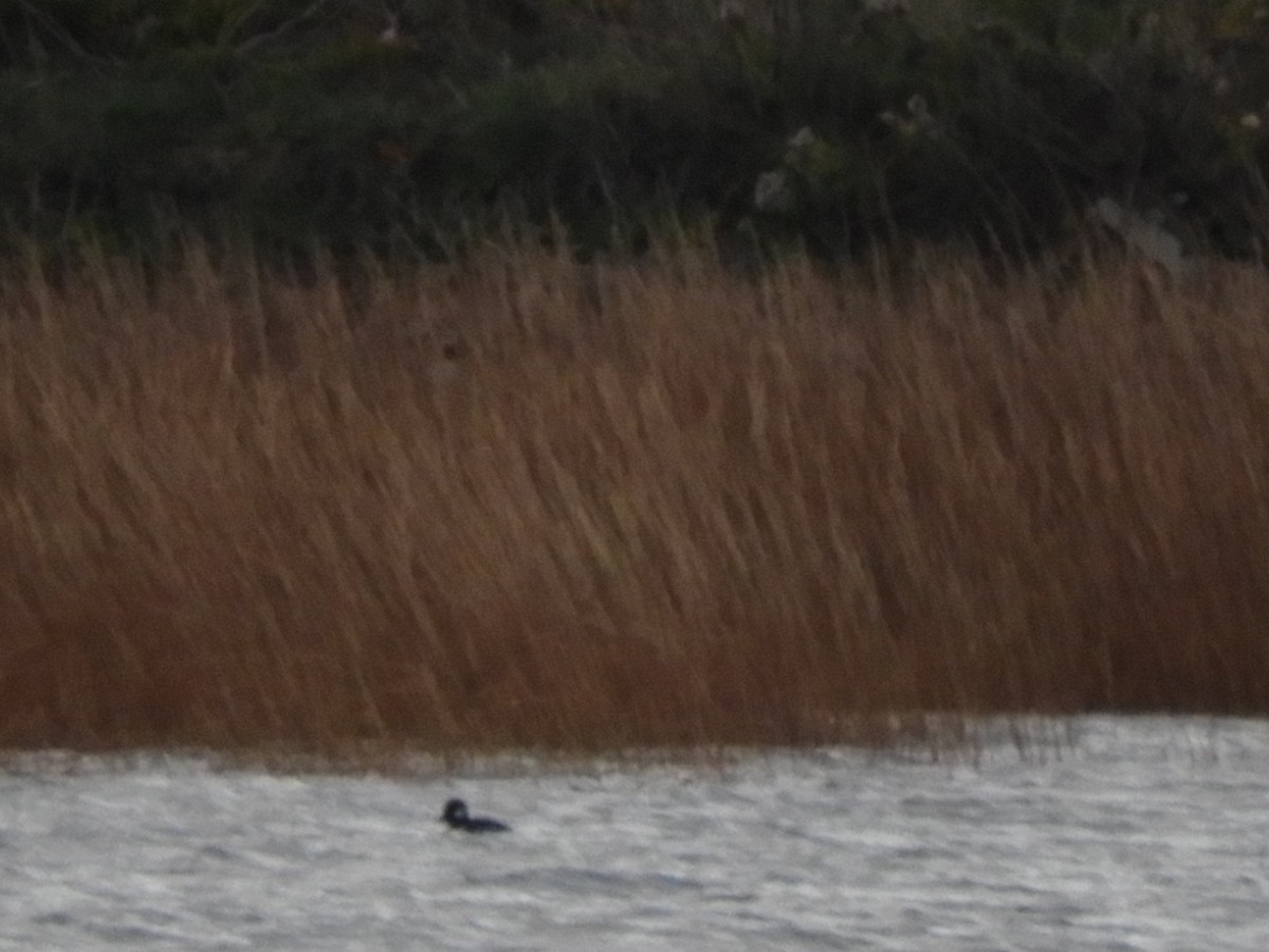 Гоголь-головастик - ML645254816