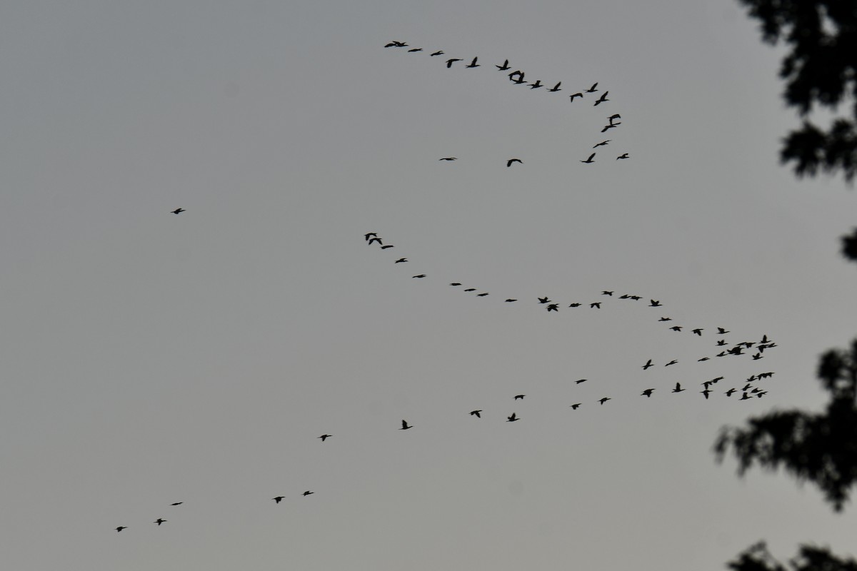 Cormoran à aigrettes - ML645254821