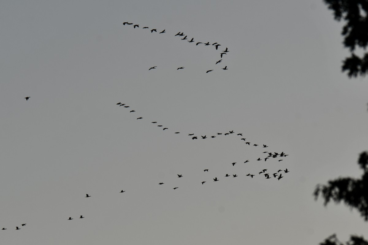 Cormoran à aigrettes - ML645254822