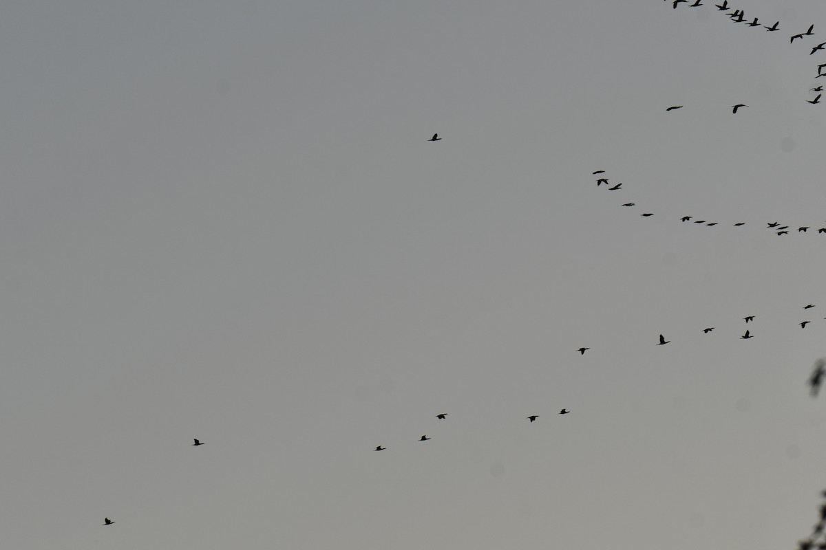 Cormoran à aigrettes - ML645254823