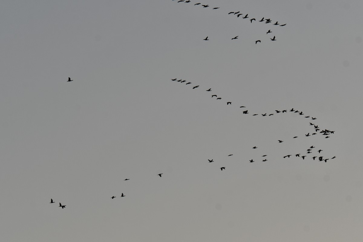 Cormoran à aigrettes - ML645254824